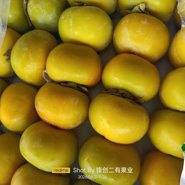 广西桂林柿子新鲜水果现摘现发皮薄肉厚多汁爽口脆甜可口2026当季
