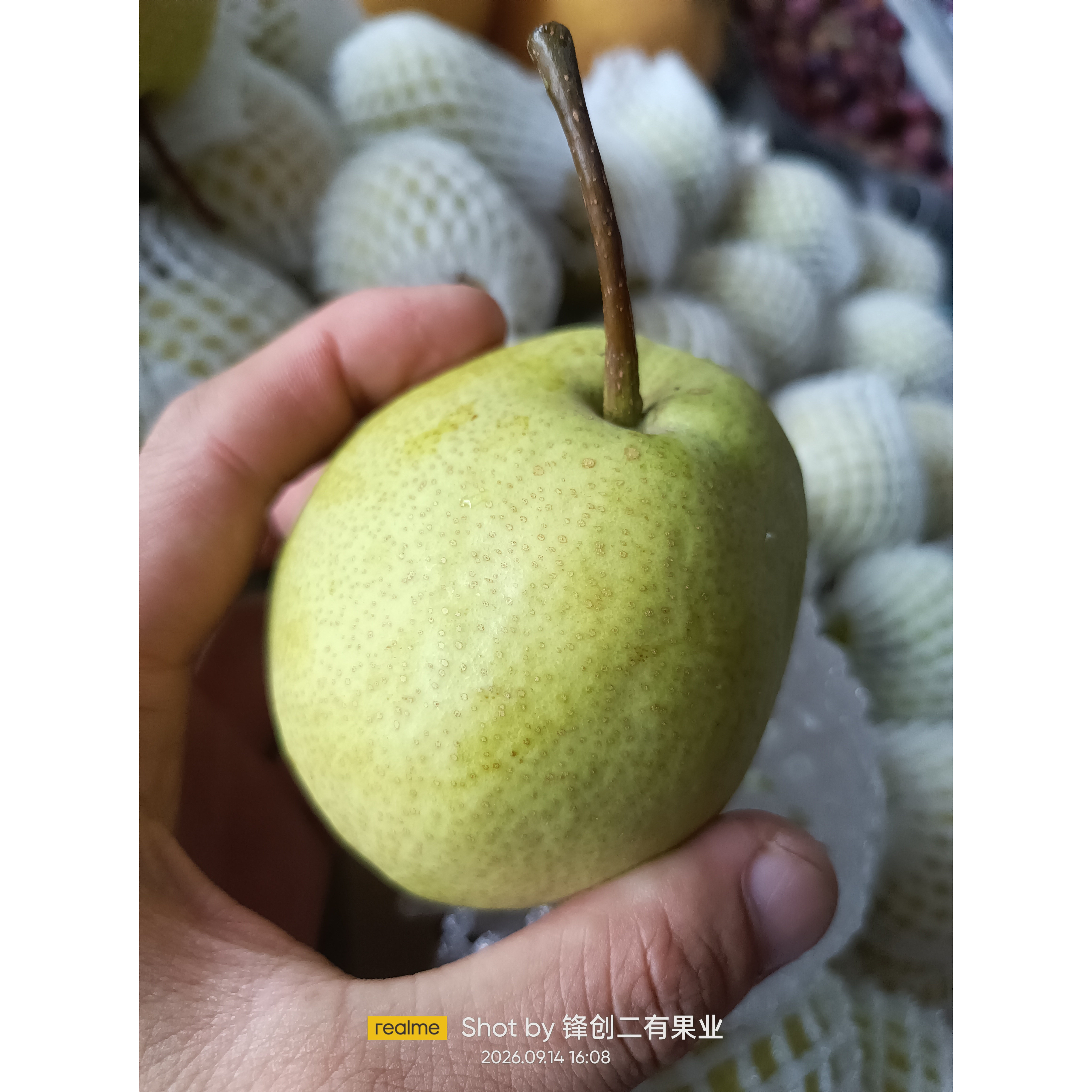2026当季蜜梨贡梨新鲜水果梨子脆甜多汁皮薄肉厚当季现摘现发时令