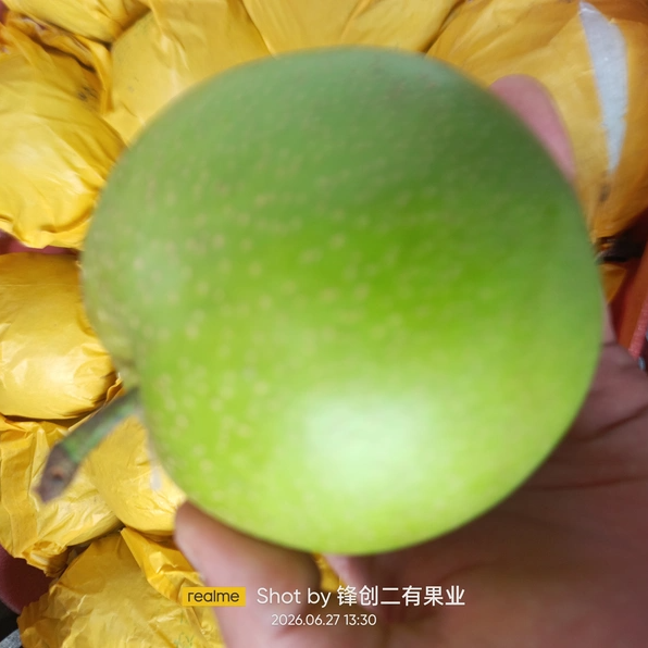 陕西2026当季翠玉梨子脆甜多汁皮薄肉厚核小新鲜水果现摘现发带箱