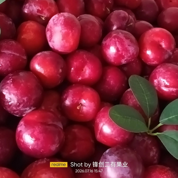 山西玫瑰红李子脆甜多汁皮薄肉厚核小新鲜水果现摘现发酸甜可口