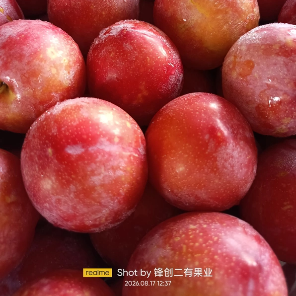 2026陕西千卫红红梅李子新鲜水果现发皮薄肉厚多汁爽口酸甜可口