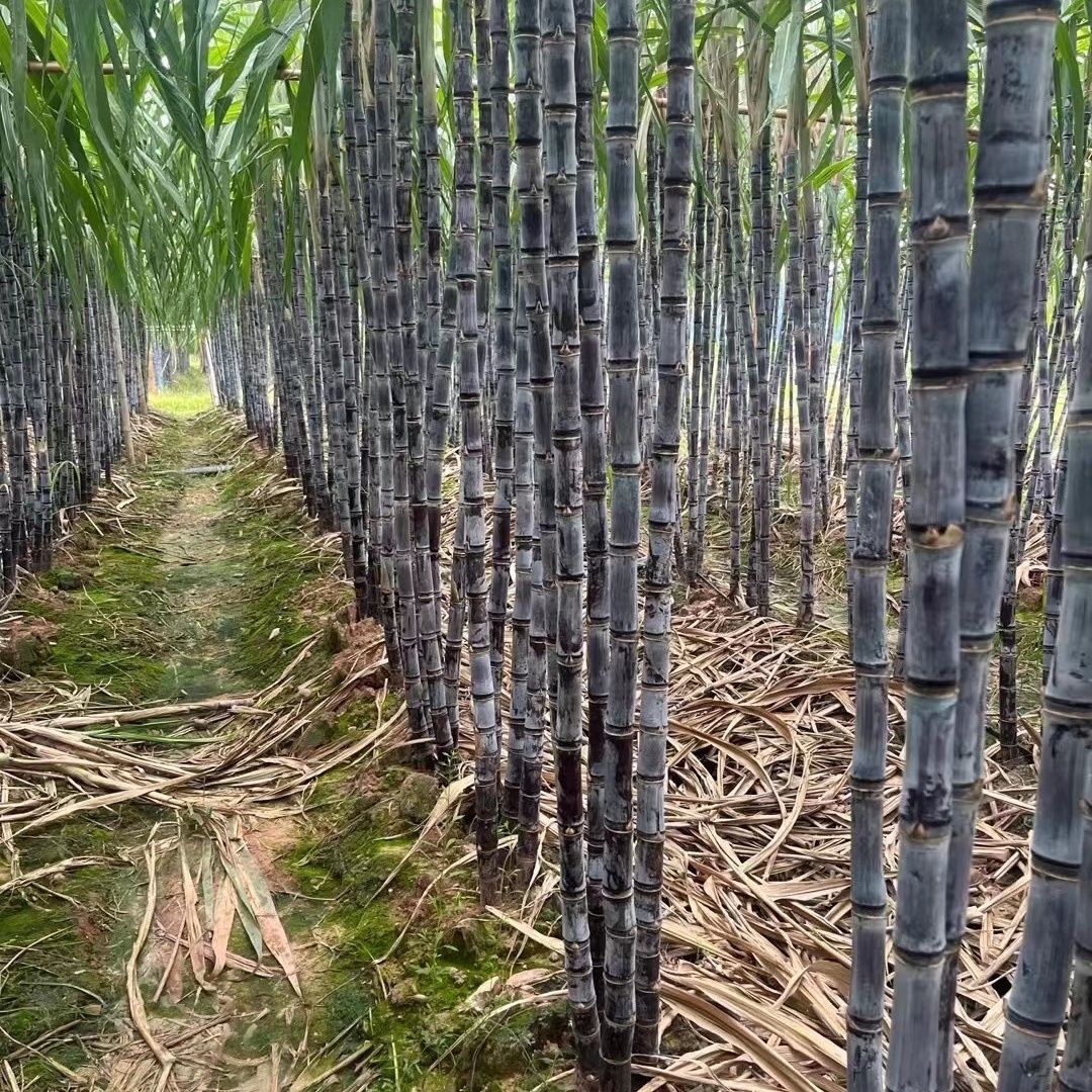 广东江门本地黑皮甘蔗新鲜水果现砍现发皮薄肉厚多汁爽口清甜2026