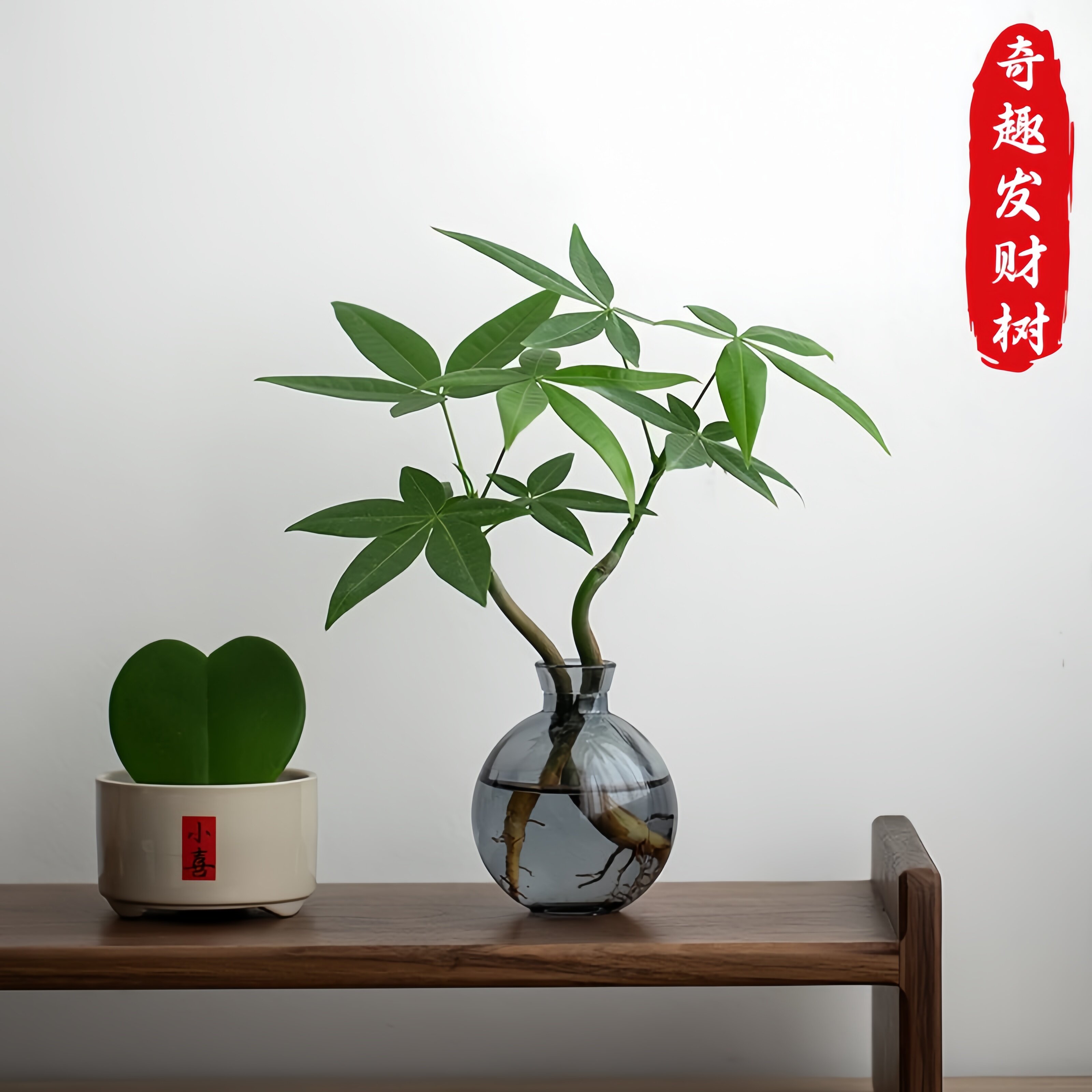 奇趣发财树水培植物盆栽桌面绿植