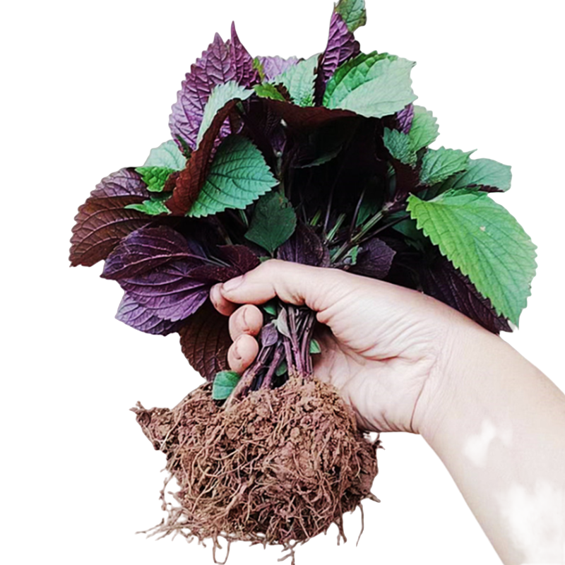 紫苏苗农家新鲜紫苏叶野生紫苏苗去腥食用香料紫苏苗盆栽蔬菜苗