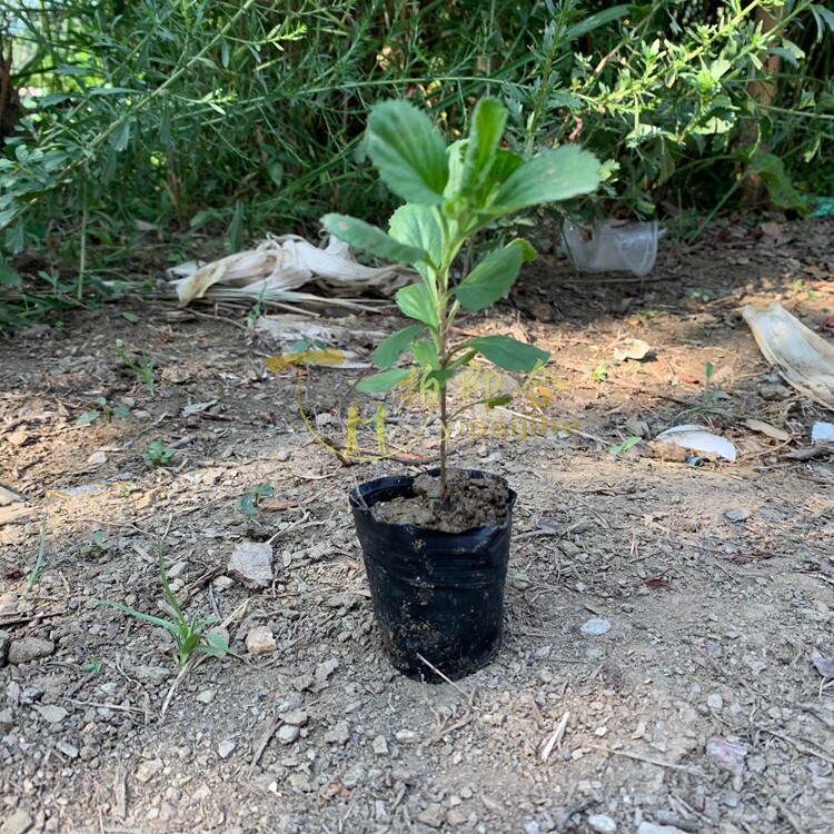 秦岭山区内盆栽齐头蒿含简易营养包花盆含盆栽好发货种植牡蒿现货