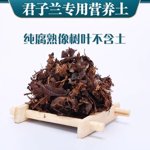 腐熟营养土天然君子兰专用深山纯腐叶橡树叶君子兰专用有机腐叶土