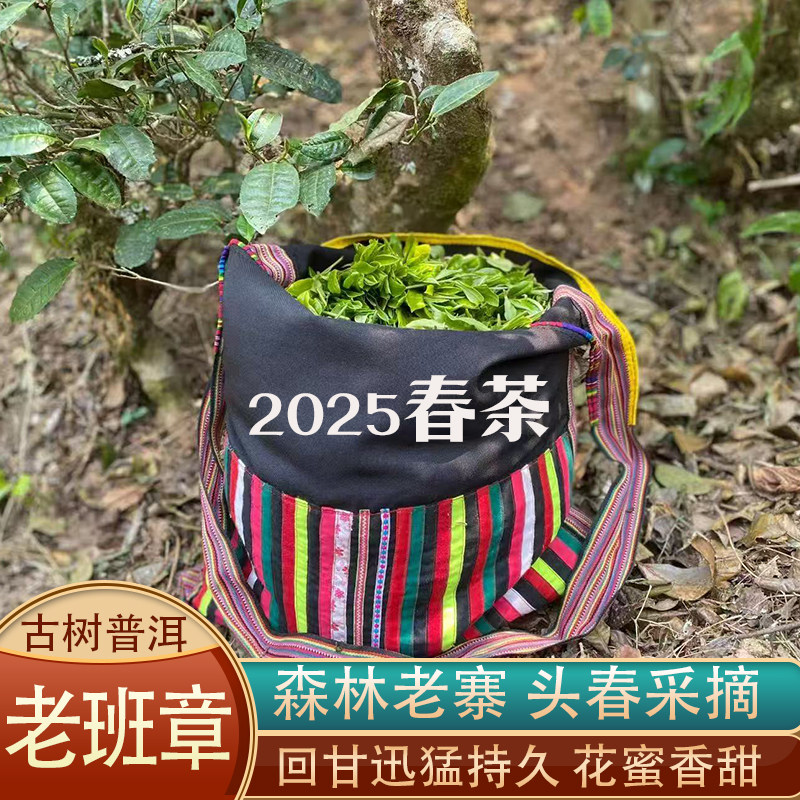 2025年早春茶老班章普洱生茶散茶新茶云南古树散茶生茶特普500克