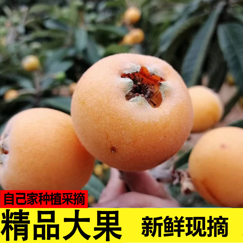 枇杷新鲜大果五星甜琵琶水果当季云南大兴特级现摘10斤整箱特大果