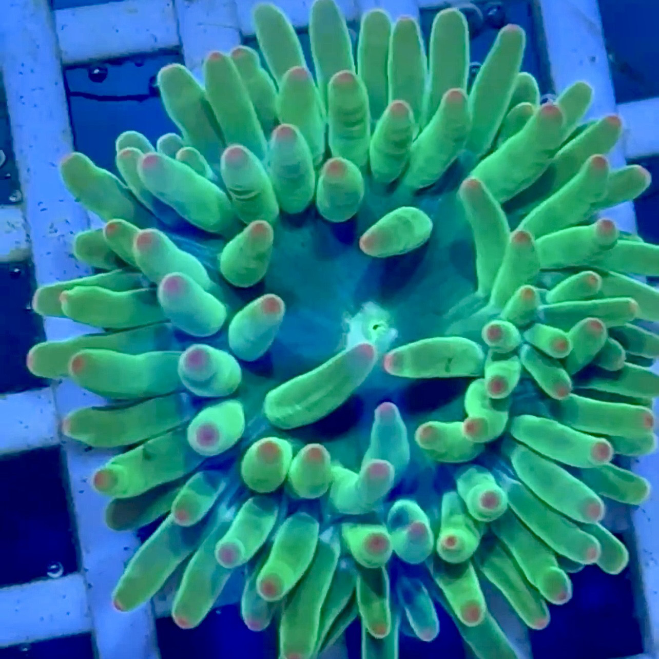 【包邮】粉点绿石葵海葵小丑鱼共生珊瑚新手海水缸顺丰包邮