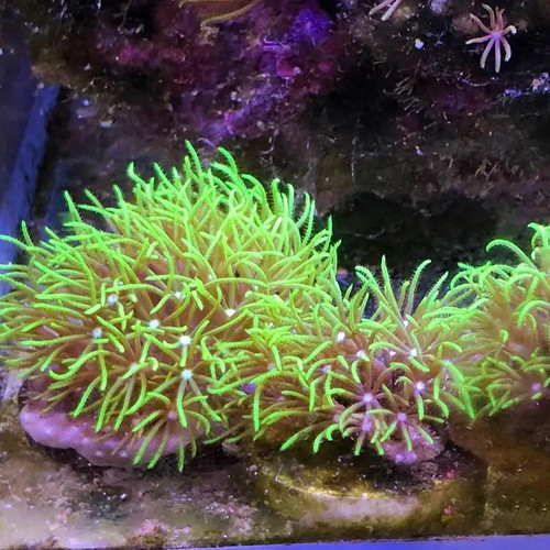 荧光草皮珊瑚lps软体珊瑚绿草皮海缸生物珊瑚皮实好养