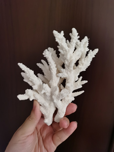 天然珊瑚骨造景海缸海水观赏摆设艺术摆设