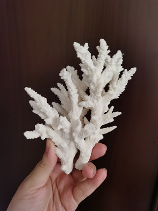 天然珊瑚骨造景海缸海水观赏摆设艺术摆设