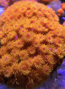 太阳花珊瑚原石炮仗花NPS软体珊瑚缸海缸养易养耐活新手好养皮实