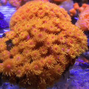 太阳花珊瑚原石炮仗花NPS软体珊瑚缸海缸养易养耐活新手好养皮实