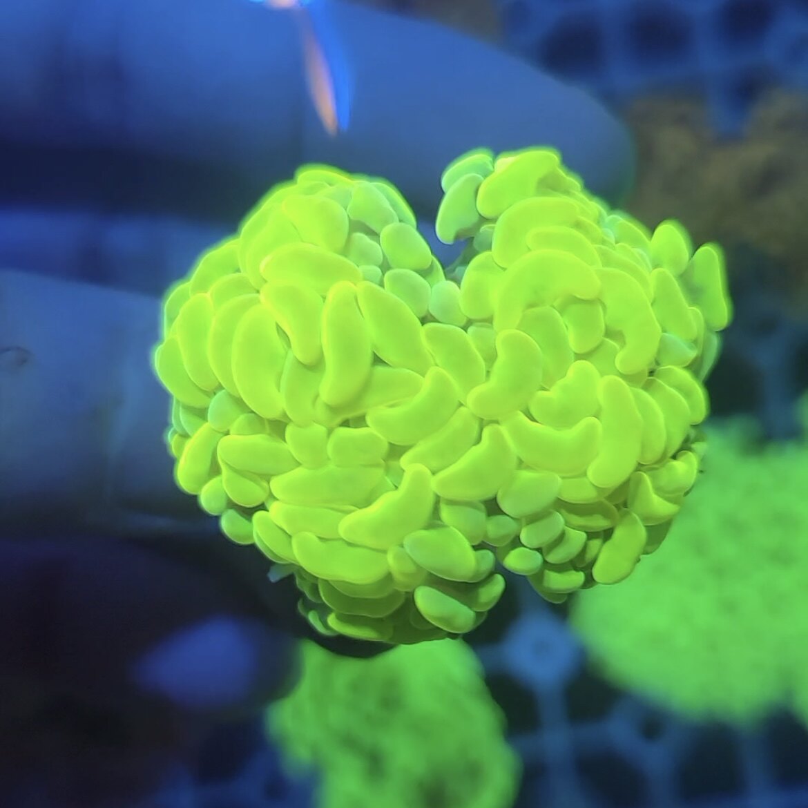 榔头珊瑚荧光绿天花板双色紫玫瑰金榔头金色猪腰海水活体珊瑚lps