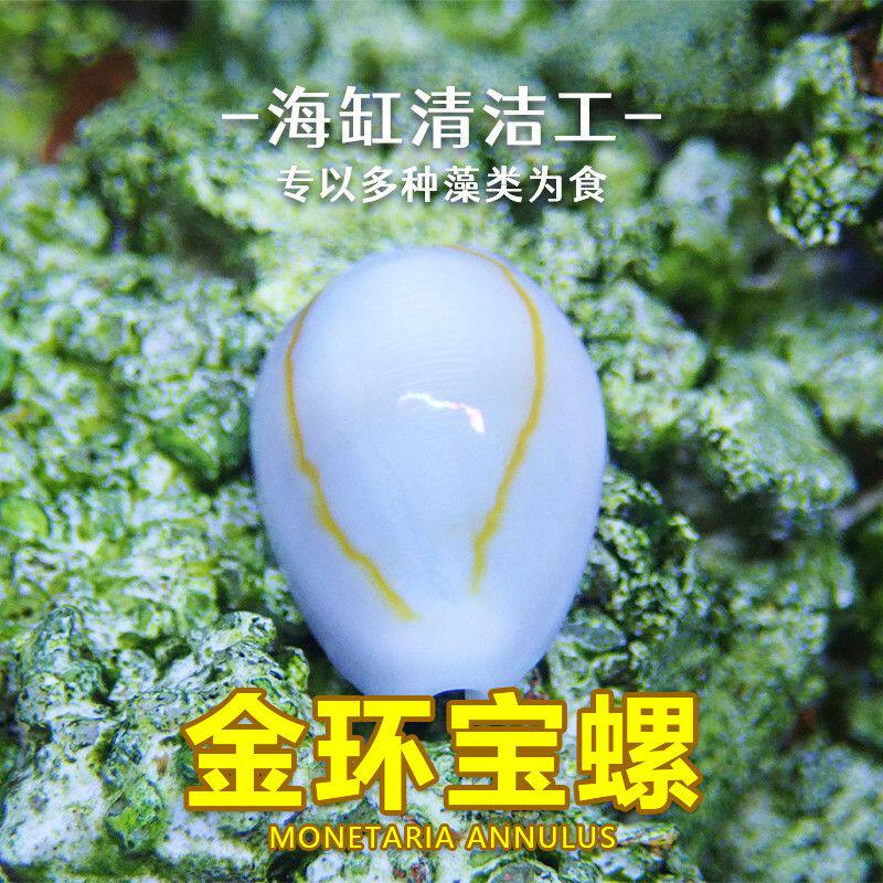 金环宝螺活体海螺清洁工具专吃藻螺