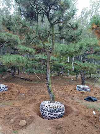 迎客松盆景高端大树庭院造型迎客松名贵定型真树老桩地栽盆栽树桩