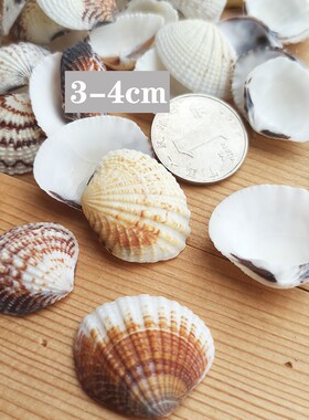 海螺贝壳之家 扇贝1.5-2.8厘米 地台/装饰/收藏/鱼缸/DIY