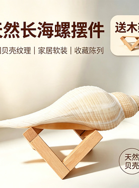 天然海螺贝壳标本鱼缸造景
