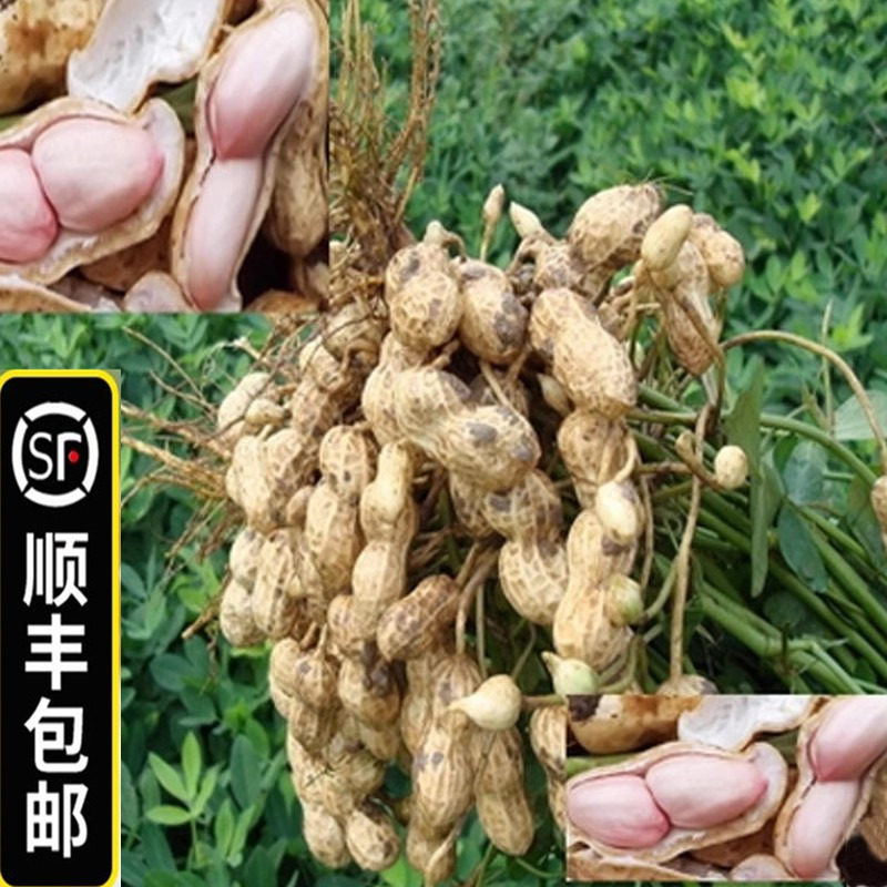 顺丰包邮5斤新鲜湿花生带壳粉红皮花生农家新货生花生米水煮花生