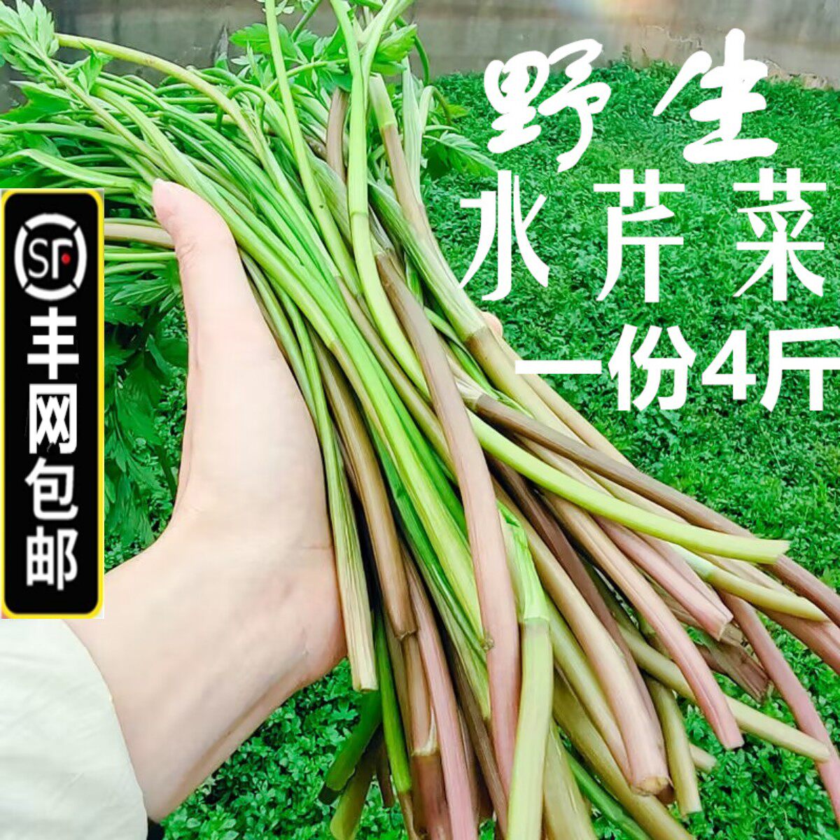 丰网包邮4斤新鲜野芹菜水芹菜刀芹蜀芹小叶河芹嫩绿香芹应季蔬菜