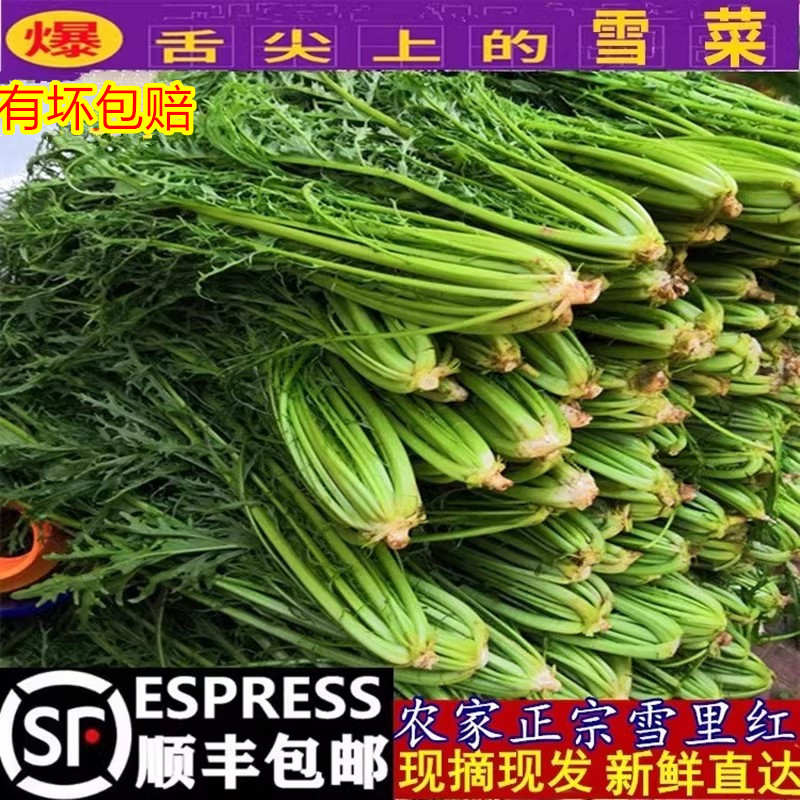 顺丰雪里红新鲜尖细叶子雪菜蔬菜