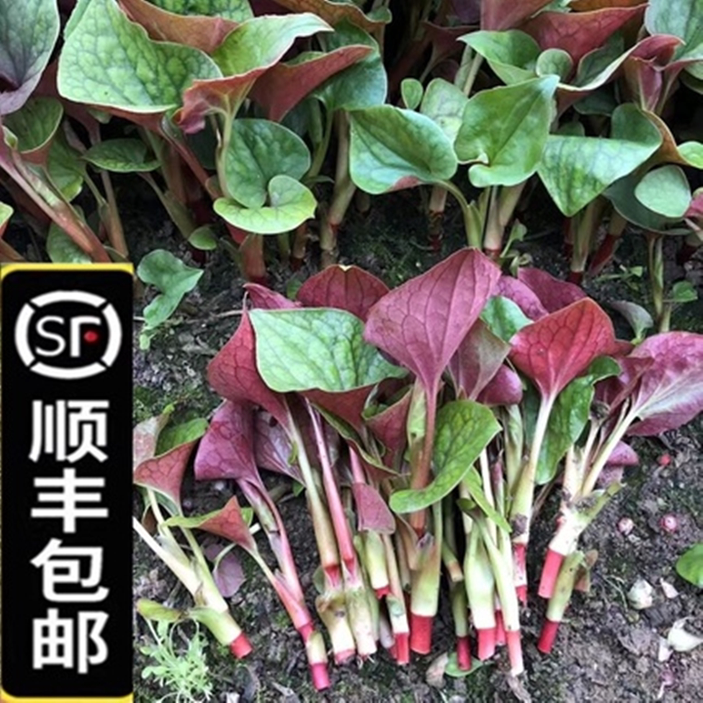 新鲜鱼腥草嫩叶野折耳根叶子凉拌