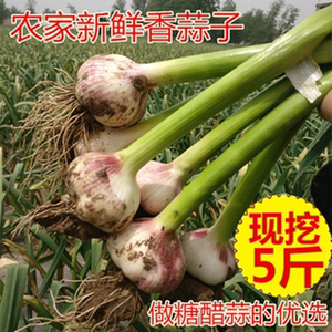 现挖5斤新鲜红紫皮大蒜头多瓣蒜农家湿蒜分蒜新蒜子做糖醋蒜包邮