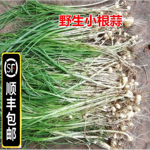 高山野菜野蒜新鲜野小葱炒鸡蛋野韭菜荞头野细葱4斤 包邮 顺丰