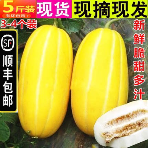 应季水果香瓜黄金瓜脆甜瓜八方瓜