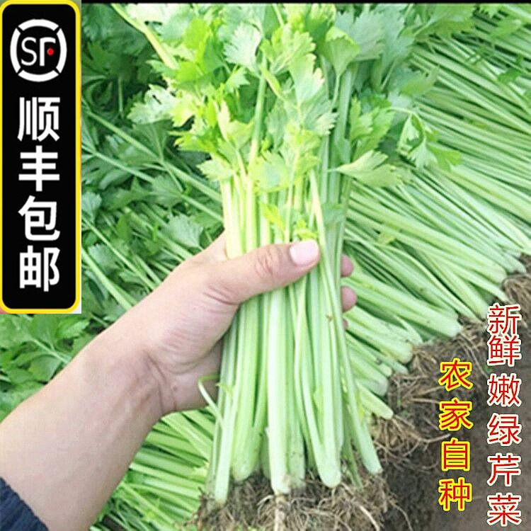 顺丰新鲜绿芹菜香嫩青芹西芹旱芹
