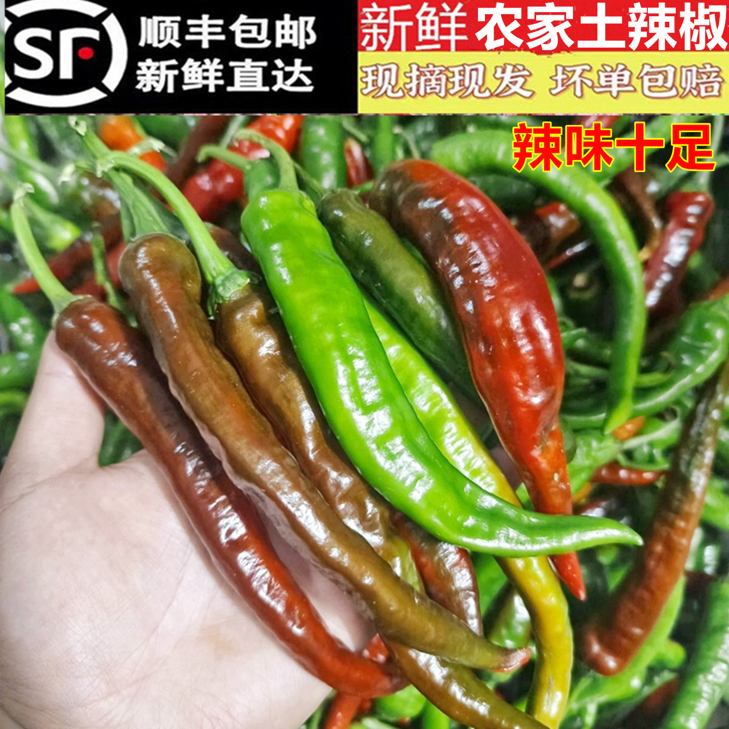 农家新鲜土辣椒薄皮特辣青椒紫红