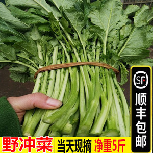 【顺丰包邮】5斤新鲜野菜野腊菜苔湖北雪里红野生冲菜蔬菜春菜