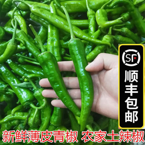 新鲜青辣椒薄皮杭椒香辣土辣椒