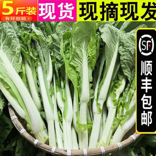 【顺丰包邮】5斤白菜苔新鲜菜心嫩菜芯菜薹农家打霜蔬菜当季青菜