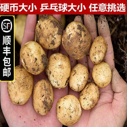 【顺丰包邮】5斤新鲜迷你小土豆黄心土豆非转基因沙田马铃薯洋芋 水产肉类/新鲜蔬果/熟食 土豆 原图主图