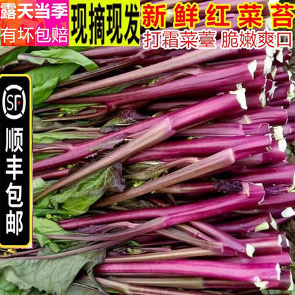 【顺丰包邮】农家新鲜红菜苔红油菜苔嫩菜芯蒜苗洪山紫红菜薹菜心