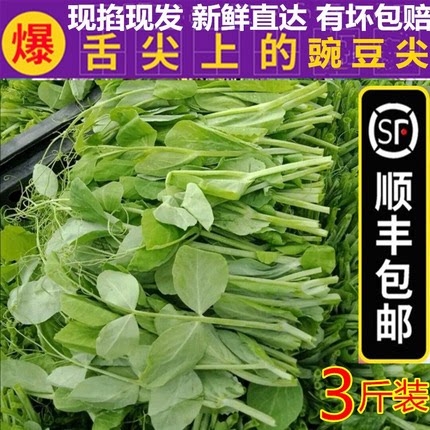 新鲜豌豆尖嫩豌豆苗龙须菜青蔬菜