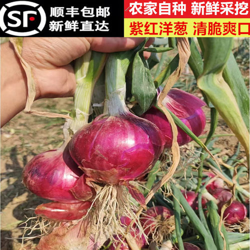 新鲜蔬菜农家紫红皮洋葱头小圆葱