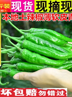 【顺丰包邮】农家新鲜青辣椒土辣椒绿色薄皮尖椒虎皮香辣妹子5斤
