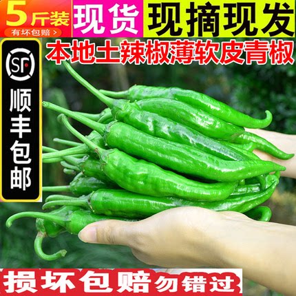 顺丰邮新鲜青辣椒薄皮香辣青尖椒
