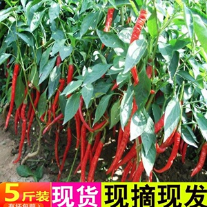 湖北农家【现摘5斤】自种新鲜特辣大红辣椒红线椒红尖椒做剁辣椒