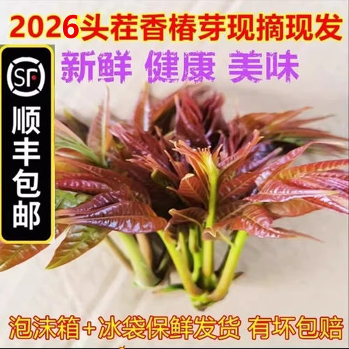 顺丰头茬香椿芽新鲜香椿叶野椿天