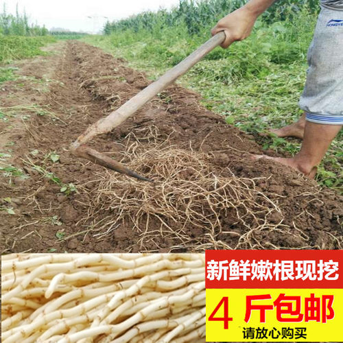 农家现挖新鲜鱼腥草嫩根节节包邮