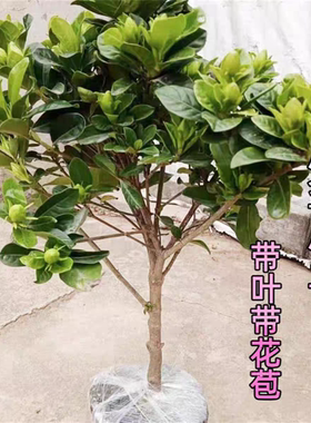 老桩大叶栀子花大树苗大棵枝枝花浓香型四季独杆牡丹室外庭院子花