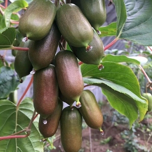 爬藤红心软枣猕猴桃树苗当年结果带果盆栽徐香桃树南方北方种植苗