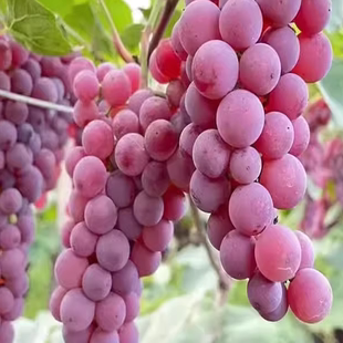 特大寒香蜜懒人葡萄苗无籽葡萄树苗阳台盆栽庭院爬藤耐寒葡萄树苗