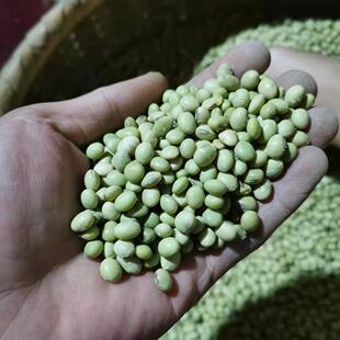 包邮 拍5斤 一斤 农家自种老品种绿皮黄豆2025年新豆9元