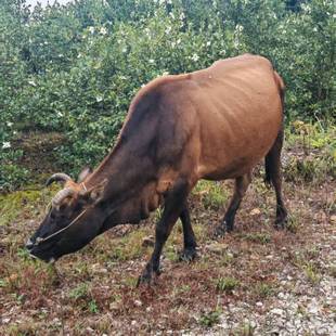农家自养吃百草土黄牛直播间现称现拍专拍链接2月4日星期三杀牛