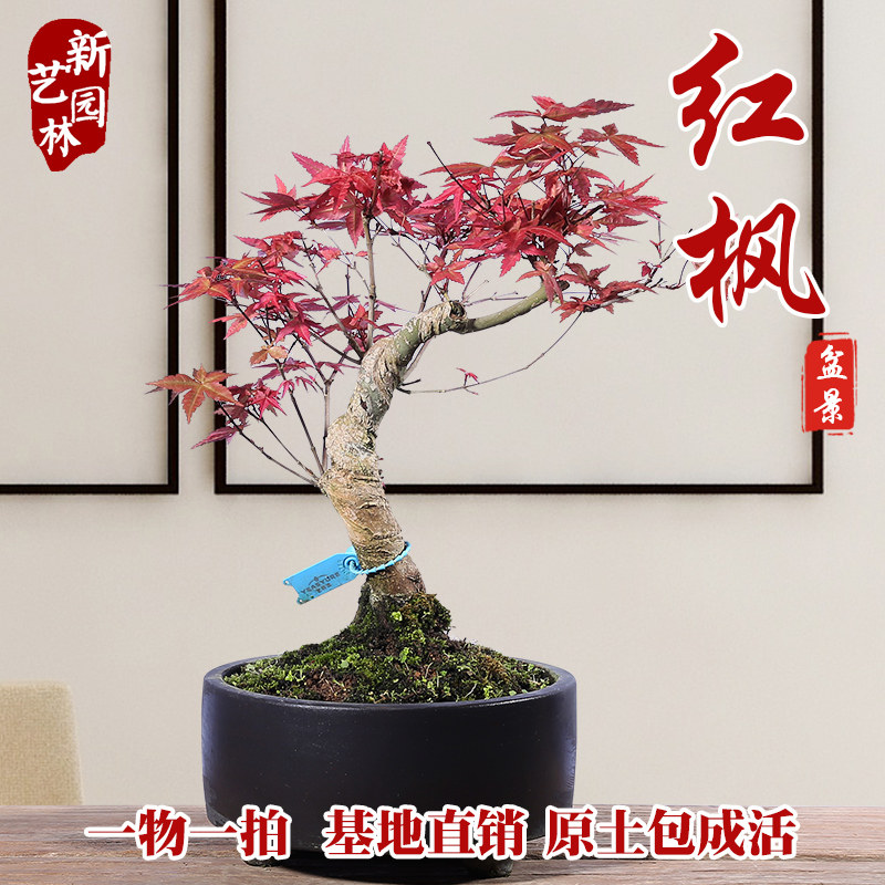红枫盆栽 图片 价格 多少钱 什么值得买